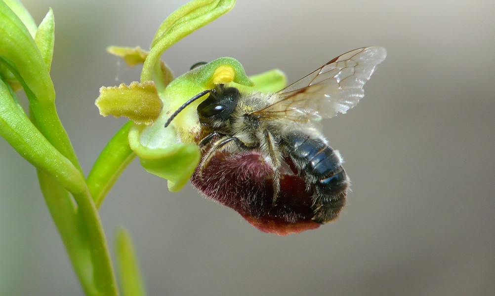 Quale andrena ?  Andrena nigroaenea e Andrena sp.